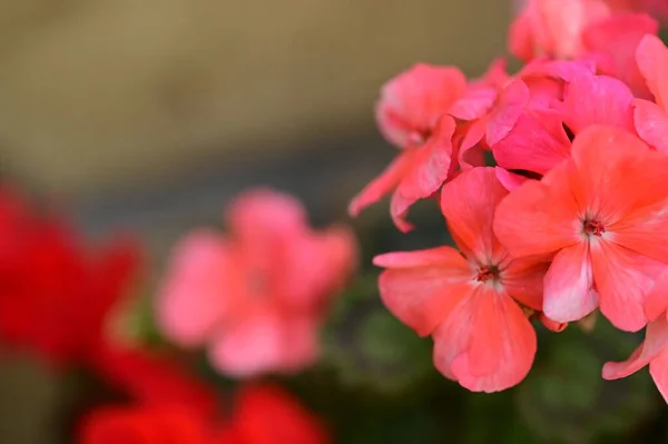 Zblízka Pohled Krásné Růžové Květy Zahradě — Stock fotografie