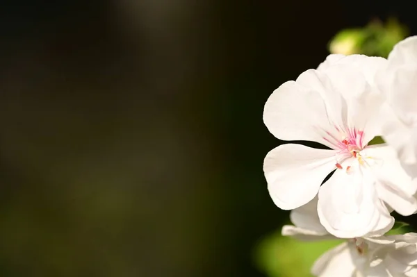 Κοντινή Θέα Των Όμορφων Λευκών Λουλουδιών Στον Κήπο — Φωτογραφία Αρχείου