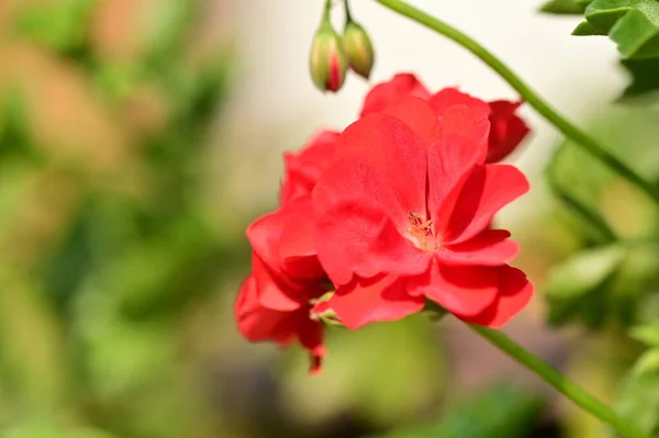 Vista Cerca Hermosas Flores Rojas Jardín — Foto de Stock