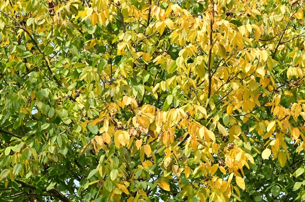 有叶子的秋天树 — 图库照片