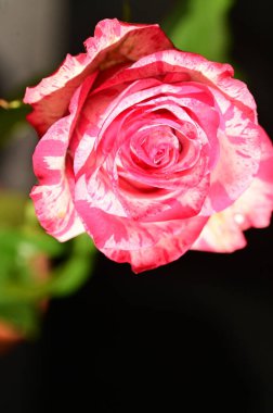 Bahçedeki güzel pembe gül çiçeğinin yakın görüntüsü