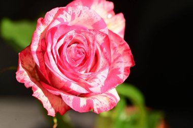 Koyu arkaplanda güzel pembe gülün yakın plan çekimi.