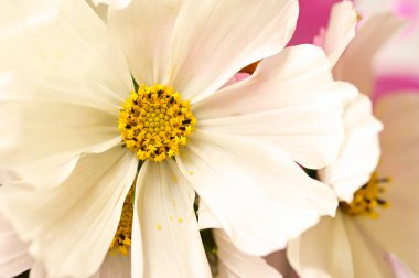 Bahçedeki güzel beyaz çiçekleri kapat.