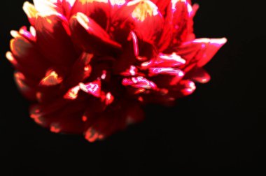 Koyu arkaplanda güzel kırmızı çiçeğin yakın çekimi