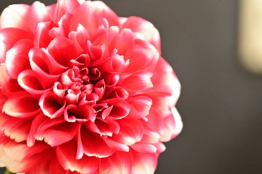 Koyu arkaplanda güzel kırmızı çiçeğin yakın çekimi