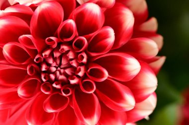 Bahçedeki güzel kırmızı çiçekleri kapat.