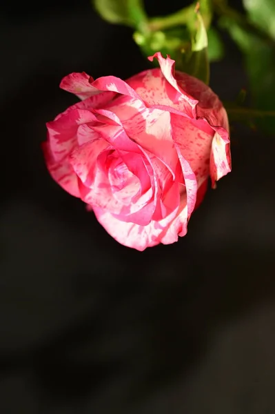 Крупним Планом Знімок Красивої Рожевої Троянди Темному Фоні — стокове фото