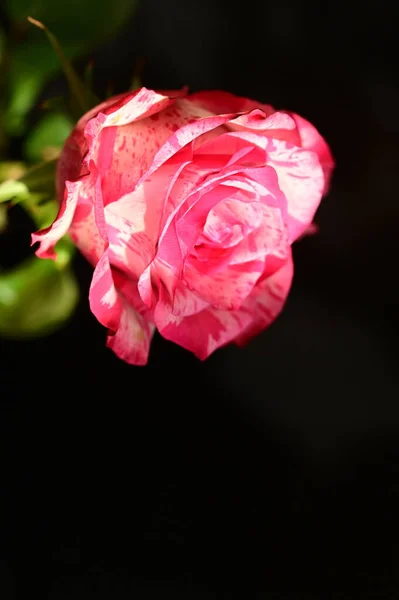 Zblízka Záběr Krásné Růžové Růže Tmavém Pozadí — Stock fotografie