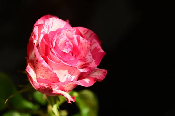 Крупным Планом Снимок Красивой Розовой Розы Темном Фоне — стоковое фото