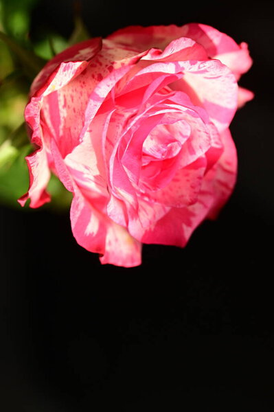 Close up shot of beautiful pink rose on dark background