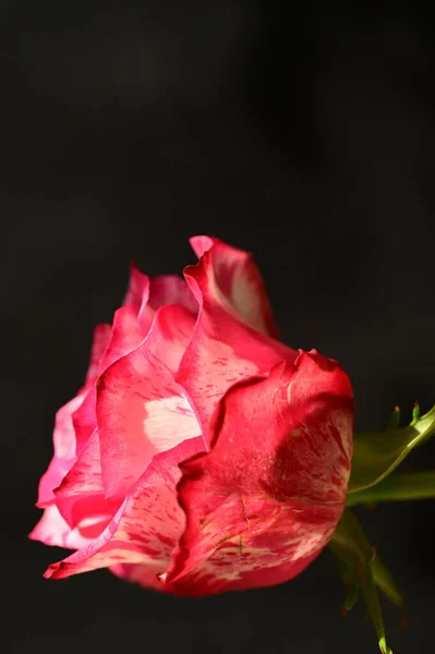 Nahaufnahme Einer Schönen Rosa Rose Auf Dunklem Hintergrund — Stockfoto