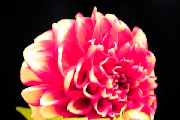 Nahaufnahme Einer Schönen Roten Blume Auf Dunklem Hintergrund — Stockfoto