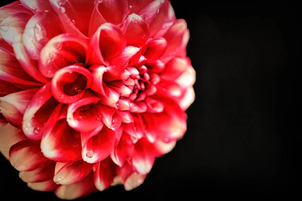 深色背景下美丽红花的特写 — 图库照片