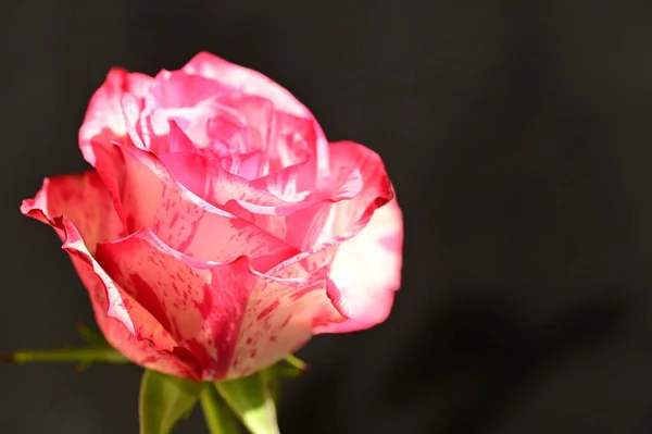 Close Tiro Rosa Bonita Rosa Fundo Escuro — Fotografia de Stock