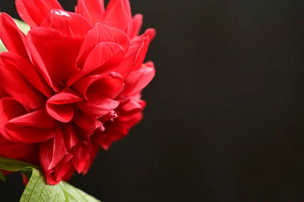 Крупным Планом Снимок Красивого Красного Цветка Темном Фоне — стоковое фото