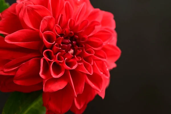 Gros Plan Belle Fleur Rouge Sur Fond Sombre — Photo