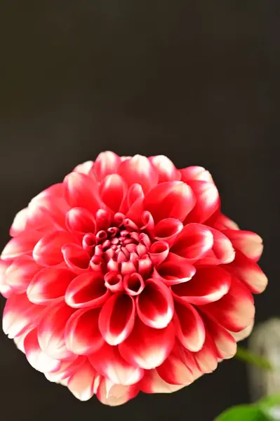 Koyu Arkaplanda Güzel Kırmızı Çiçeğin Yakın Çekimi — Stok fotoğraf