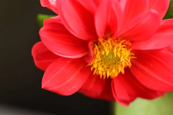 Nahaufnahme Von Schönen Roten Blumen Garten — Stockfoto