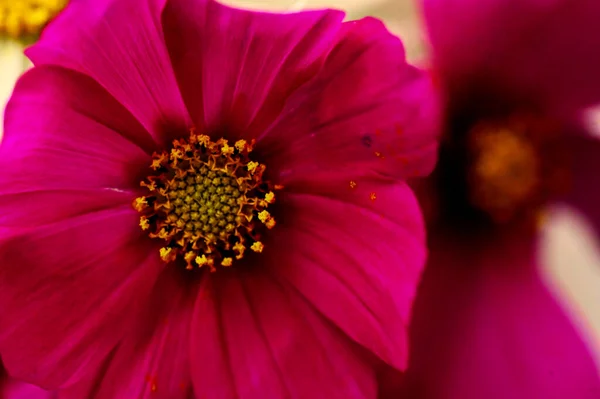 Vista Vicino Bellissimi Fiori Rosa Giardino — Foto Stock