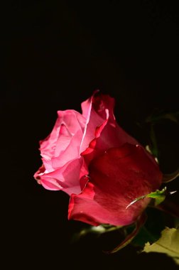 Koyu arkaplanda güzel pembe gülün yakın plan çekimi.