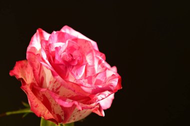 Koyu arkaplanda güzel pembe gülün yakın plan çekimi.