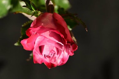 Koyu arkaplanda güzel pembe gülün yakın plan çekimi.