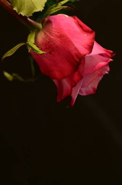 Koyu arkaplanda güzel pembe gülün yakın plan çekimi.