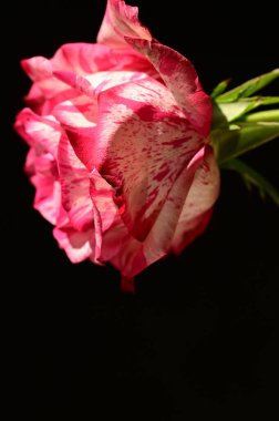 Koyu arkaplanda güzel pembe gülün yakın plan çekimi.