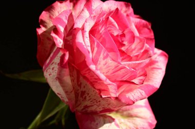 Koyu arkaplanda güzel pembe gülün yakın plan çekimi.