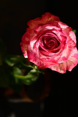 Koyu arkaplanda güzel pembe gülün yakın plan çekimi.