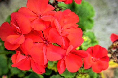 Bahçedeki güzel kırmızı çiçekleri kapat.