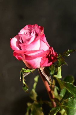 Güzel pembe gülün yakın plan çekimleri koyu bulanık arkaplanda