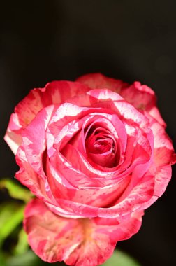 Güzel pembe gülün yakın plan çekimleri koyu bulanık arkaplanda