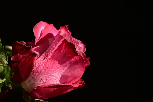 Közeli Kép Gyönyörű Rózsaszín Rózsa Sötét Háttér — Stock Fotó