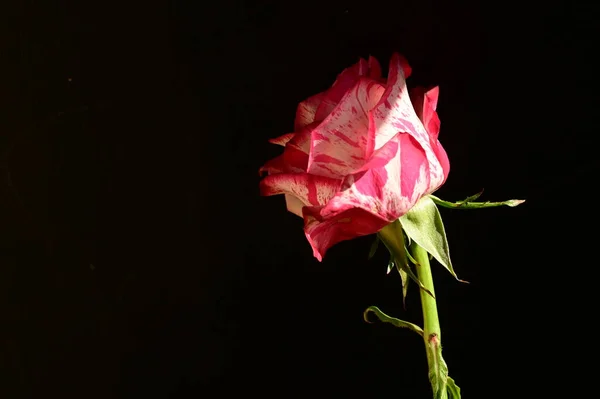 暗い背景に美しいピンクのバラのショットを閉じます — ストック写真