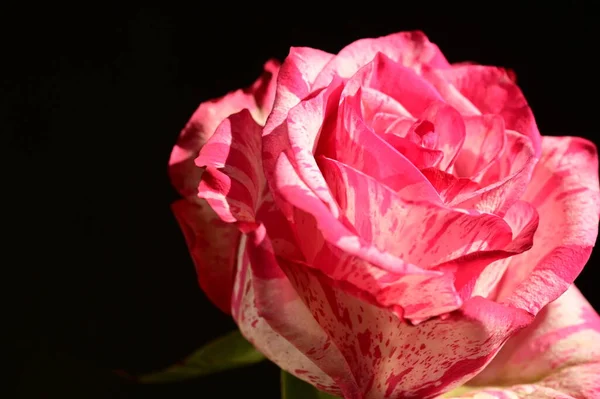 Close Tiro Rosa Bonita Rosa Fundo Escuro — Fotografia de Stock