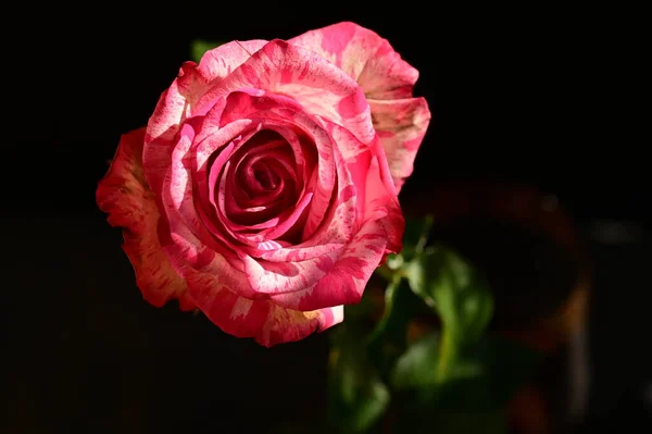 Zbliżenie Strzał Piękny Różowy Róża Ciemnym Tle — Zdjęcie stockowe