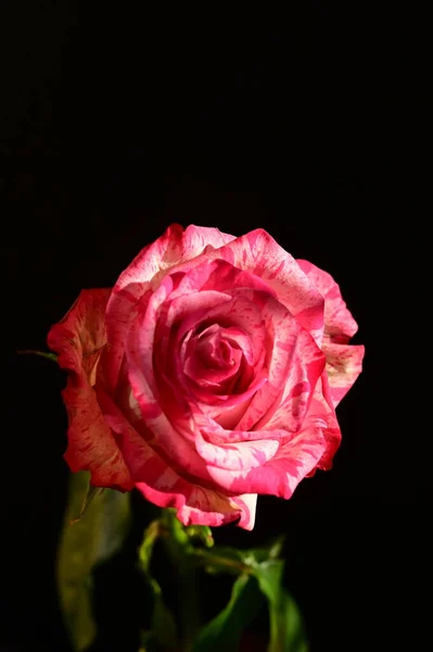 Nahaufnahme Einer Schönen Rosa Rose Auf Dunklem Hintergrund — Stockfoto