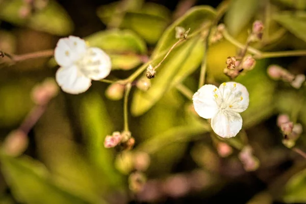 Närbild Vackra Vita Blommor Trädgården — Stockfoto