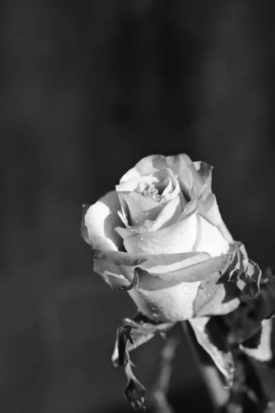 Közeli Kilátás Gyönyörű Rózsa Virág Monokróm Kép — Stock Fotó