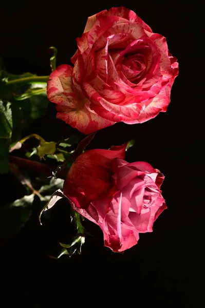Крупним Планом Знімок Красивих Рожевих Троянд Темному Фоні — стокове фото