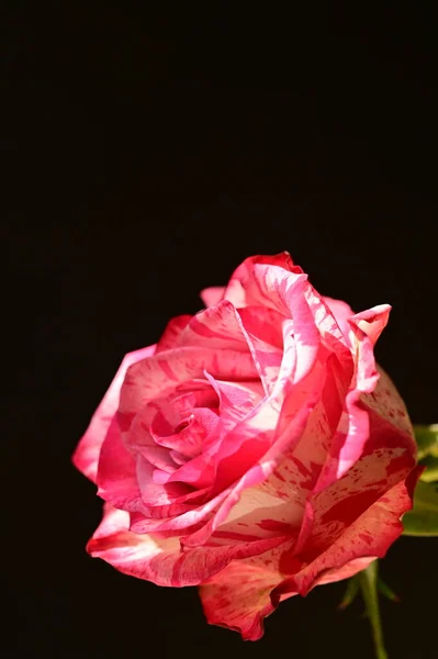 Nahaufnahme Einer Schönen Rosa Rose Auf Dunklem Hintergrund — Stockfoto