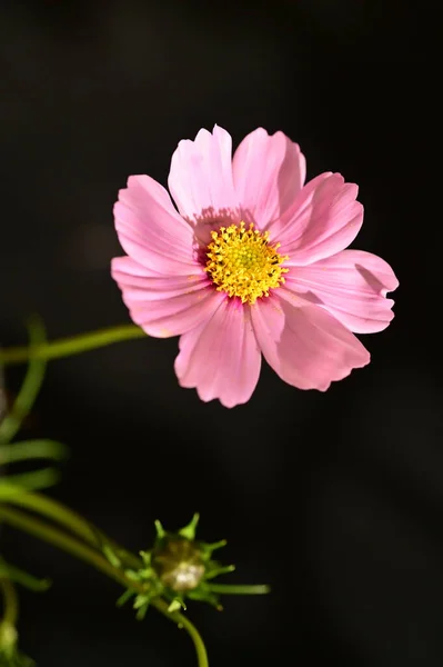 Zbliżenie Strzał Piękny Różowy Kwiat Ciemnym Tle — Zdjęcie stockowe