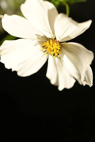 Όμορφο Λευκό Λουλούδι Σκούρο Φόντο Κοντινή Θέα — Φωτογραφία Αρχείου