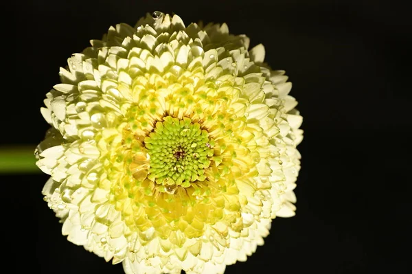 Schöne Gelbe Chrysanthemenblume Auf Schwarzem Hintergrund — Stockfoto