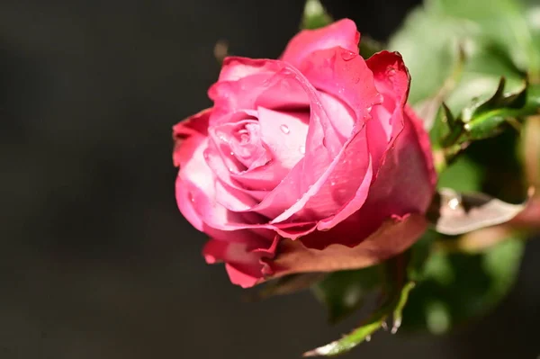 深色背景下美丽的粉红玫瑰近照 — 图库照片