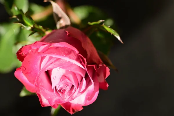 Κοντινό Πλάνο Του Όμορφου Ροζ Τριαντάφυλλου Σκούρο Φόντο — Φωτογραφία Αρχείου