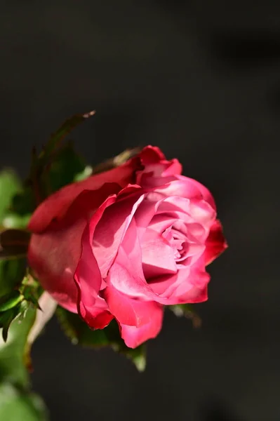 Nahaufnahme Einer Schönen Rosa Rose Auf Dunklem Hintergrund — Stockfoto