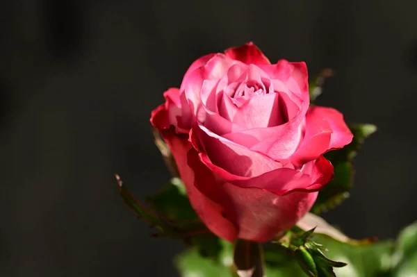 Gros Plan Belle Rose Rose Sur Fond Sombre — Photo