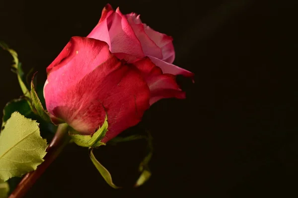 Close Tiro Rosa Bonita Rosa Fundo Escuro — Fotografia de Stock